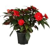grow by OBI Edellieschen Topf-Ø ca. 12 cm Impatiens OBI 1 Stück