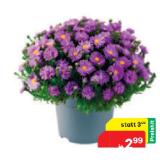 Glattblatt Aster 42782495 BayWa 1 Stück