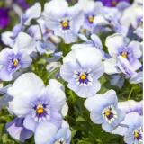 Stiefmütterchen Viola cornuta Bellaflora 10 Stück