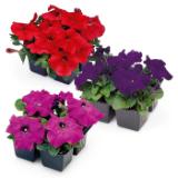 Surfinien/Petunien div. Sorten HOFER 4 Stück