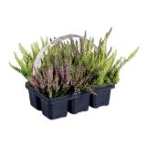 Calluna Lidl 6 Stück