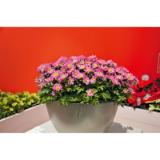 Promotion Bild von Plantiflor Chrysanthemen „Swifty“ 368919 HELLWEG 1 Stück