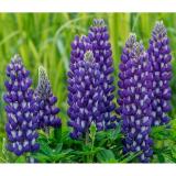 Dehner Lupine 'West-Country' Topf Ø 19 cm Dehner 1 Stück
