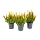 Plantiflor Knospenheide „Beauty Ladies® Trio“, Topf-Ø 6 cm 370975 HELLWEG 1 Stück