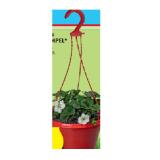 Zurück zum Ursprung Bio-Erdbeerampel versch. Sorten HOFER 1 Stück