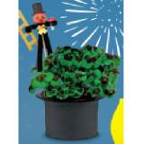 Silvester Glücksbringer Oxalis im Zylindertopf HOFER 1 Stück