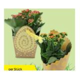 Kalandiva diversen Blütenfarben HOFER 1 Stück