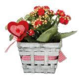 Muttertagsarrangement versch. Bepflanzungen und Körbe Lidl 1 Stück