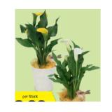 Calla versch. Blütenfarben HOFER 1 Stück