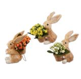 Promotion Bild von Osterhase mit Kalanchoe versch. Variationen LIdl 1 Stück