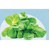 M Bio Vogerlsalat MPREIS 100 Gramm 1 Packung