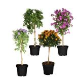 Beetstamm Topf-Ø ca. 19 cm OBI 1 Stück