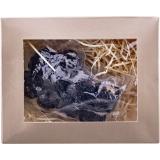 Trüffel frisch 50-g- od. 100-g-Pkg, Preisangabe ohne MwSt. (Preis inkl. MwSt. 27,49 €), METRO 1 Packung