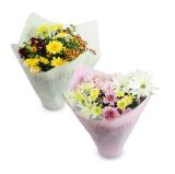 Chrysanthemen „Bouquet“ versch. Sorten HOFER 1 Stück