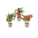 Gemüsepflanze mit Früchten Paprika rot, Tomaten oder Chili Lidl 1 Stück