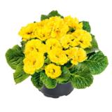 Plantiflor Primel 461411 HELLWEG 1 Stück