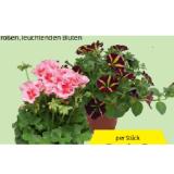 Pelargonie/Petunie div. Sondersorte HOFER 1 Stück