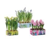 Blumenzwiebel Sixpack Hyazinthe, Muscari oder Narzisse Maße Sixpack 20 x 14 cm Lidl 1 Set
