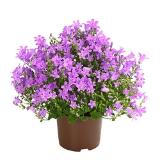 Dehner Glockenblume Dehner 1 Stück