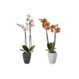 Schmetterlingsorchidee in Keramik Verschiedene Blüten- und Keramikfarben Lidl 1 Stück