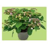 Hortensie ”Wim’s Red“/”Magic Pillow“ Blue Höhe ca. 40 - 45 cm HOFER 1 Stück