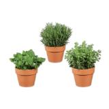 Italienische Kräuter im Terracottatopf div. Sorten Lidl 1 Stück