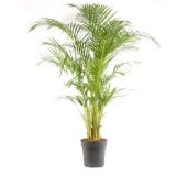grow by OBI Goldfruchtpalme Höhe 110-120 cm Topf Ø 24 cm Areca Dypsis Lutescens Obi 1 Stück