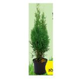 Smaragd Thujen aus Österreich HOFER 1 Stück