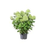 Promotion Bild von Rispenhortensie Verschiedene Blütenfarben Lidl 1 Stück