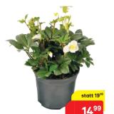 Christrose 42782495 BayWa 1 Stück