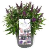 Bild von Sommerflieder "Butterfly Candy" Höhe ca. 30-40 cm Topf ca. 3,4l Buddleja davidii OBI 1 Stück
