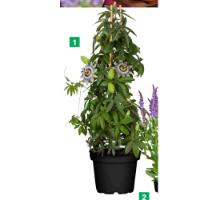 ficus baum zimmerpflanze Chinesische Feige Ficus Microcarpa Ginseng Zimmerpflanze 23cm
