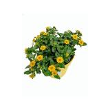 Plantiflor Husarenknöpfchen 782176 HELLWEG 1 Stück