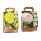 Dahlien-Knollen Lidl 1 Packung