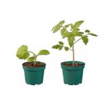 Bio Gemüsepflanzen verschiedene Sorten Lidl 1 Stück