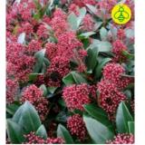 Skimmia „Rubella“ 42782495 BayWa 1 Stück