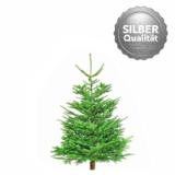 Promotion Bild von Plantiflor Nordmanntanne „Silber-Qualität“, 90-120 cm 303342 HELLWEG 1 Stück