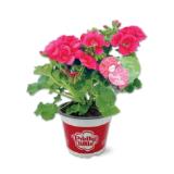 Pelargonium „Pretty Little“ Lidl 1 Stück