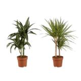 Dracaena Verschiedene Arten und Farben Lidl 1 Stück