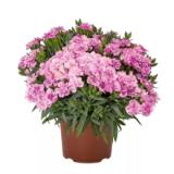 Plantiflor Gartennelke 493503 HELLWEG 1 Stück