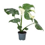 Dehner Fensterblatt 'Thai Constellation' Monstera deliciosa Dehner 1 Stück