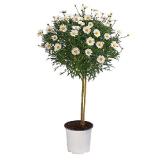 Dehner Margerite, Stämmchen Dehner 1 Stück