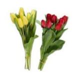 Tulpenstrauß einfärbig Lidl