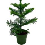 Zimmertanne 42770567 BayWa 1 Stück