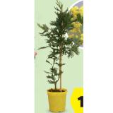 Mimosa/Acacia HOFER 1 Stück