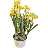 Narzisse, Preisangabe ohne MwSt. (Preis inkl. MwSt. 1,68 €), METRO 1 Stück