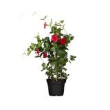 Dipladenie Pyramide Höhe ca. 60 - 80 cm Topf-Ø ca. 17 cm Mandelvilla 1 Stück