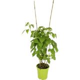 Beerensträucher verschiedenen Sorten, Preisangabe ohne MwSt. (Preis inkl. MwSt. 9,03 €), METRO 1 Stück