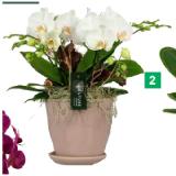 Arrangement Orchidee 42770556 BayWa 1 Stück