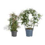 Jasminbogen/-säule Lidl 1 Stück